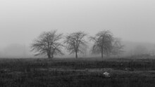 Three Trees In The Field In The Fog