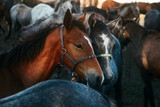 Fototapeta Konie - Two horses in the center of the herd