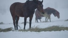 Slow Motion Close Up Of A Horse Eating Hay From The Ground During A Snow Storm While Another Horse Walks By In The Background 