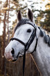 Portrait of white horse with bridle in forest