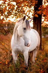 Portrait of gray horse in autumn in sunrise light