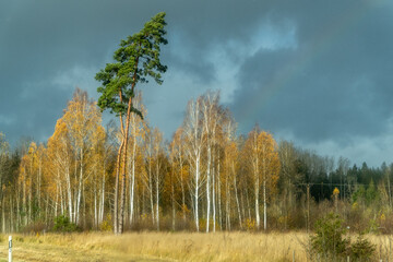 autumn landscape with trees and clouds