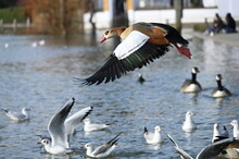 Egyptian Goose Flying Over Lake
