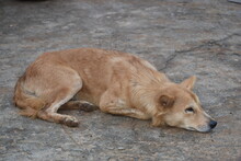 High Angle View Of Dog Sleeping On Footpath