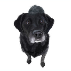 black labrador retriever