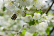 Pszczoła zapyla kwiaty wiśni