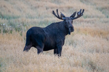 Moose Bull In The Meadow