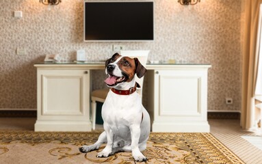 Sticker - A happy and healthy pet dog relaxing in a home interior