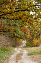 Country Road Between Forest And Field. Autumn Season Concept. Branches Of Autumn Trees Lean Over Forest Path.