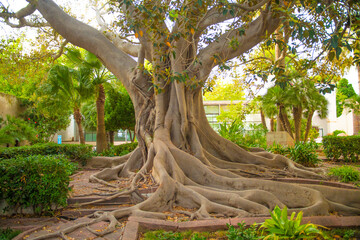 Huge Trunk And Branches Of An Old Ficus Tree