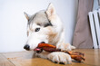a husky dog asks for and eats dog treats