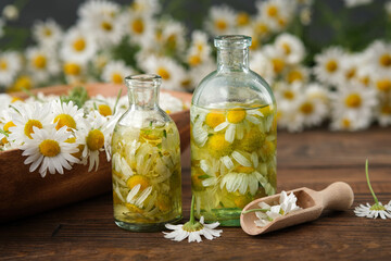 Wall Mural - Bottles of chamomile essential oil or infusion, bunch of chamomile and bowl of daisy flowers on background. Alternative herbal medicine. Aromatherapy.