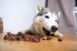 a husky dog asks for and eats dog treats
