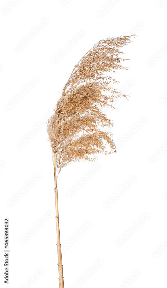 Dry reeds on white background