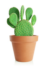 Bunny Ears Plant. Cactus Opuntia In Terracotta Pot Isolated On White Background.