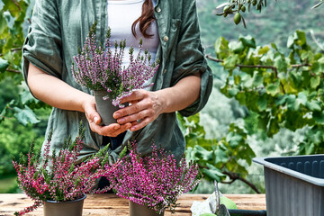 Woman planting calluna vulgaris, common heather, simply heather and erica in a pot on wooden table in the garden. House, garden and balcony decoration with seasonal autumn flowers.