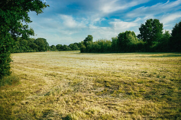 Poster - Scenic view of a green meadow with lush trees on a blue sky background