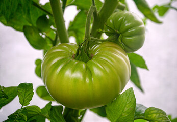 Wall Mural - Large green tomato on a branch in a greenhouse. Late harvest.