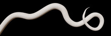 Tail Of A White Snake, Isolated On Black Background Banner