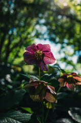 Sticker - Flower in the garden