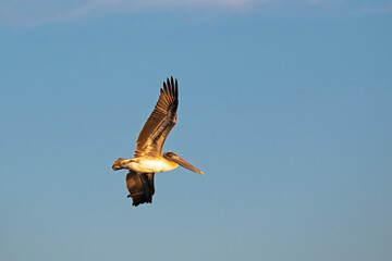 Brown Pelican with impressive wingspan soaring in a blue sky.