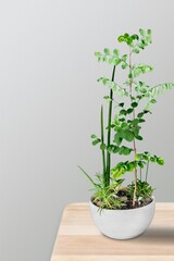 Poster - A plant flower in a ceramic pot stands on the table at home.