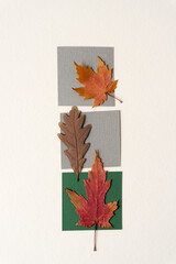 Poster - autumn leaves background