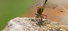 Closeup Shot Of A Green Dragonfly On A Rock