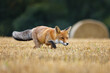 Hungry fox. Red fox, Vulpes vulpes, hunting voles on stubble. Fox running on field after corn harvest. Beautiful orange fur coat animal with long fluffy tail. Wildlife, summer nature. Beast in habitat