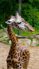 Poster - Closeup of a Giraffe in the zoo