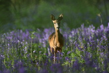 A Roe Deer In Bluebells