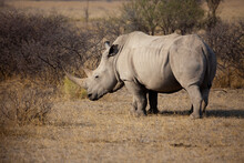 Side View Of A White Rhino