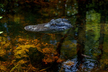Alligator Closeup Shot In Florida's Everglades