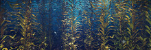 Beautiful Kelp Forest, Brown Algae Seaweed 