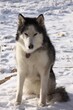 A beautiful Siberian husky outside in the snow.