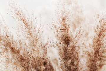 pampas grass neutral beige color background close up banner. Plant texture. Scandinavian minimalistic  home design poster.