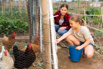 Wall Mural - Little girl with her mom feeding hen in a chicken pen on an organic farm on a warm summer day