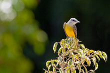 The Western Kingbird (Tyrannus Verticalis) Is A Large Tyrant Flycatcher Found Throughout Western Environments Of North America And As Far As Mexico