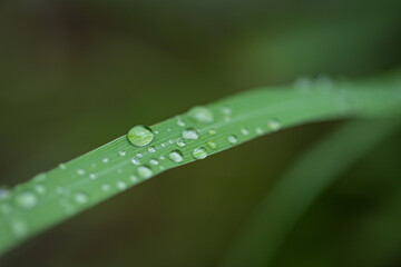 Wall Mural - water drops on leaves nature background