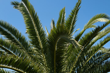 Palms texture. Palm trees on blue sky, palm at tropical coast, coconut tree.