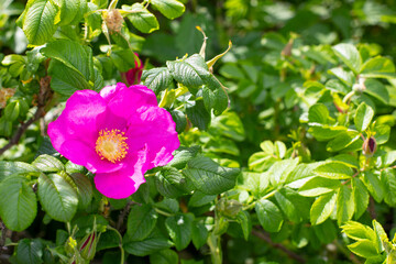 Wall Mural - Rosehip blossom with pink magenta flowers close-up. Seasonal natural background card with wild rose