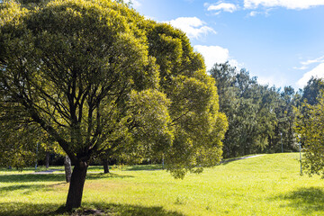 Wall Mural - view of green lawn in city park on sunny day