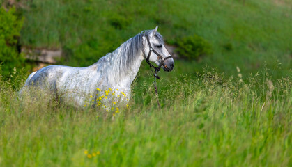 Poster - Horse portrait in summer pasture.