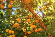 Apricot Tree With Plenty Of Ripe Fruit On The Branches