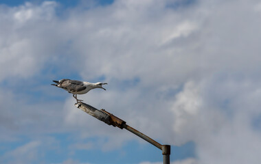 Wall Mural - Seagull crowing on the iron pole lamp.