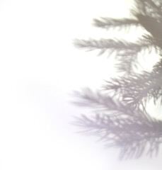 Shadow of fir tree on white background