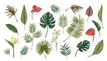 Collection Of Tropical Leaves Of Various Plants Isolated On White Background. Set Of Exotic Foliage Of Different Size And Color. Natural Design Elements. Colorful Realistic Vector Illustration.