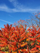 Leuchtend rote Herbstblätter hängen in Reihen an langen Stielen. Berlin - Treptower park.