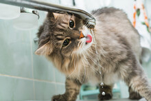 Funny Portrait Of Cat Drinking Water From Tap In Bathroom Standing On Sink. Close-up Gray, Green-eyed Fluffy Cat With Tongue Quenches Thirst
