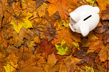 Wall Mural - Piggy bank on the forest floor with dirty dryed leaves